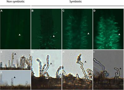 Actinorhizal Signaling Molecules: Frankia Root Hair Deforming Factor Shares Properties With NIN Inducing Factor